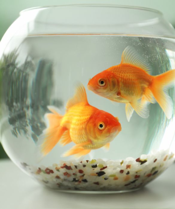 <p>Il pesce rosso è uno tra gli animali domestici più adatti anche ai bambini piccoli. Tenerne uno è molto semplice, a patto che si tenga controllato il Ph dell'acqua e pulito il suo habitat.</p>
<p>Affinché il pesce rosso non diventi un pesce palla è anche necessario prestare attenzione a dargli la giusta dose di cibo, quindi il genitore può eventualmente mettere in una ciotolina il mangime della giusta quantità così che il bambino possa poi nutrire il pesciolino.</p>
<p> </p>
