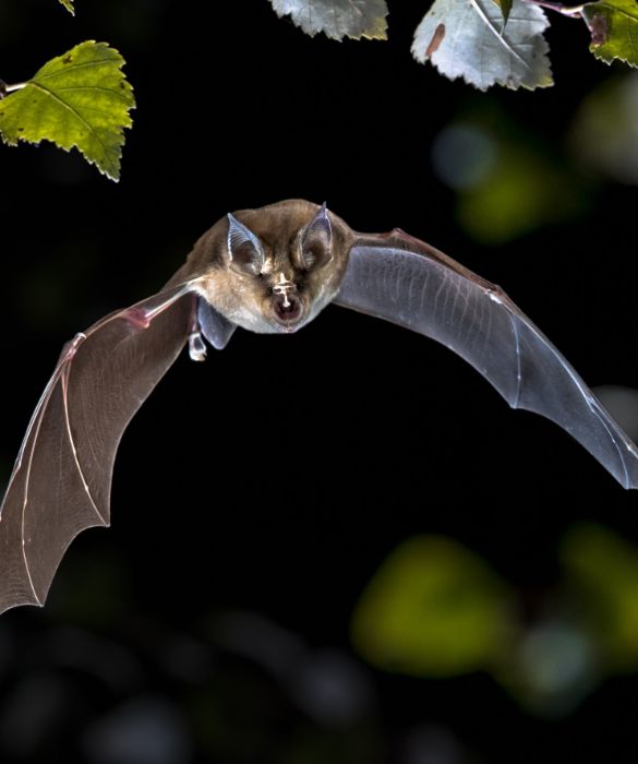 <p>All’inizio della pandemia, ha fatto il giro del mondo un video in cui un’abitante di Wuhan mangiava zuppa di pipistrello. Ecco come è avvenuto il salto di specie: a furia di cucinare certe schifezze. In realtà, non solo è poco probabile che sia avvenuto così lo spillover (il virus dovrebbe essere arrivato agli esseri umani tramite un "ospite intermedio", come un pangolino), ma anche le presunte circostanze del video: le immagini risalgono al 2016 e mostrano la vlogger Mengyun Wang durante un viaggio a Palau, in Micronesia.</p>
