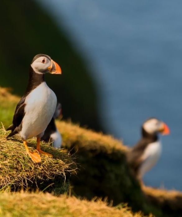 <p>Appartengono al Regno di Danimarca, ma sono una cosa a parte. Si trovano infatti a nord della Scozia, tra la Norvegia e l’Islanda. Pochi abitanti, tante pecore. E fresco, anche d’estate. Il tempo può essere inclemente, ma sono l’ideale per trascorrere tranquilla e insolite vacanze, in mezzo allo splendore della natura.</p>
