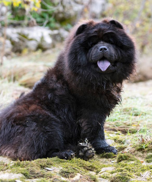 <p>Perché il Chow Chow ha la lingua blu, o comunque nera / violacea? Ad oggi non esiste una risposta precisa. Tra le varie ipotesi troviamo la presenza di un eccesso di melanina o la mancanza di tirosina, un aminoacido. Qualunque sia la causa della lingua scura, questa è una tra le caratteristiche che rendono lo Chow Chow unico al mondo.</p>
