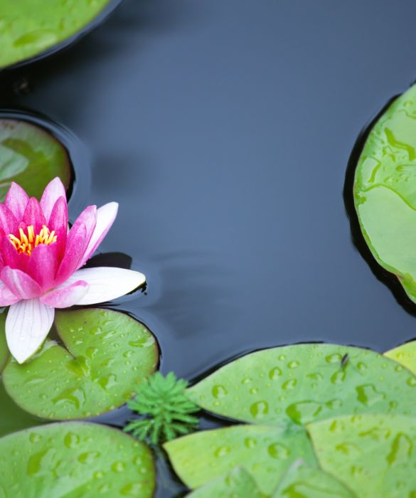 I più abili nell'arte del giardinaggio, possono cimentarsi con fiori e piante di ogni genere.
Anche i più bei fiori esotici, se ben curati, possono crescere nei nostri giardini. Devono semplicemente trovare un habitat adatto alle loro esigenze. 