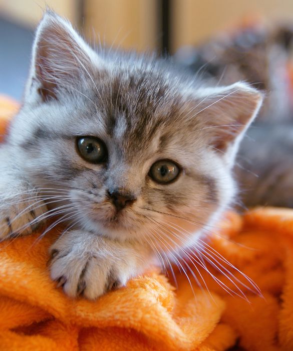 Un animale domestico da appartamento indipendente, il tuo gatto ti cercherà solo quando avrà fame!