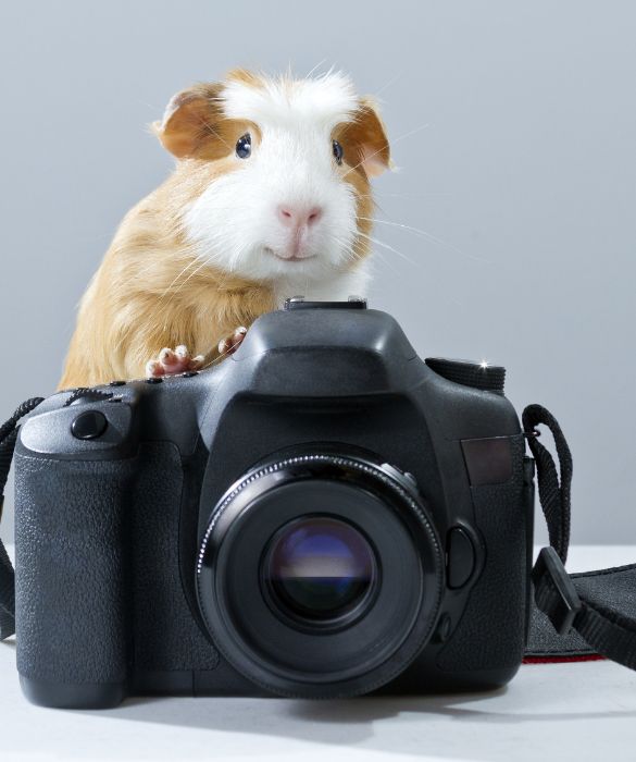 La cavia si accontenta di piccola spazi ed è perfetta per fare incetta di like su Instagram! 