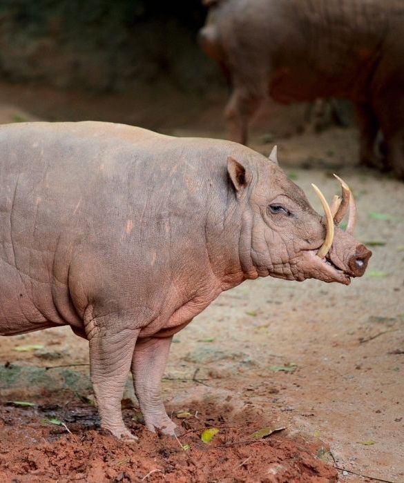 <p>Il Babyrussa è un particolare tipo di cinghiale alto dai 50 agli 80 cm che può arrivare a pesare 100 Kg. La sua caratteristica più peculiare è la dentatura che lo rende molto buffo.</p>
