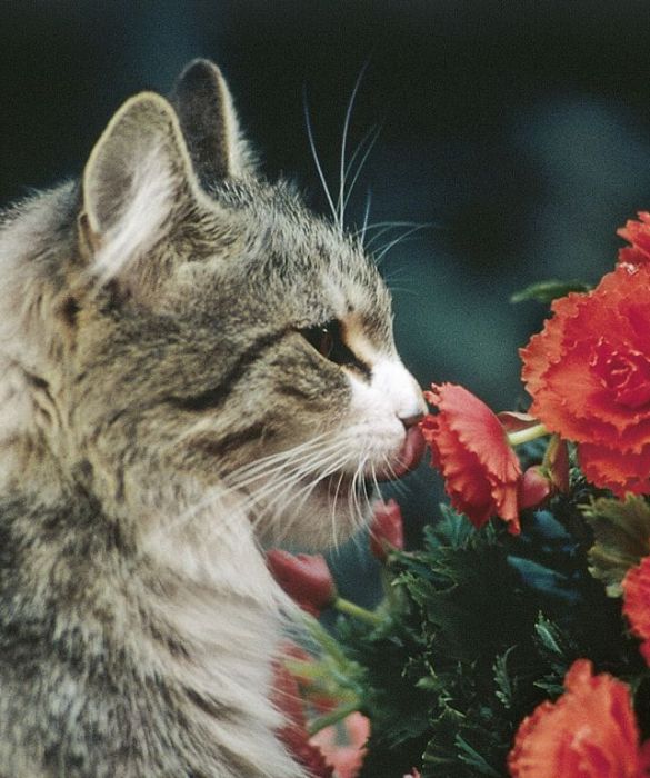 Se il vostro amico a 4 zampe non può uscire dall'appartamento in cui abitate e non avete un giardino o un terrazzo con delle piante, comprategli l'erba gatta. È una pianta utile ai gatti per ripulire lo stomaco dal pelo ingerito. Quest'erba infatti fa vomitare il cosiddetto “gomitolo”, un rotolino di pelo compatto di cui essi si liberano dopo aver ingerito pelo lavandosi.