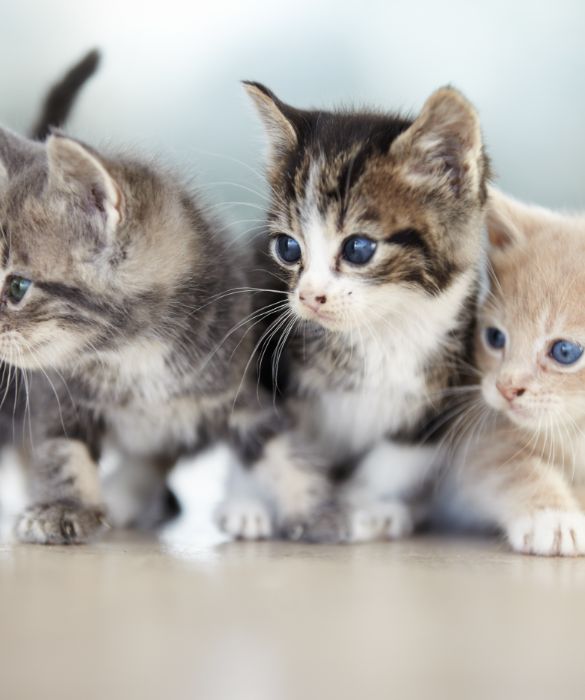 I litigi fra i gatti di casa sono all'ordine del giorno. Che sia per un motivo o per l'altro, soprattutto se cuccioli e un po' diffidenti, trovano il più piccolo pretesto per iniziare a litigare. Per fortuna le loro piccole liti durano davvero poco.