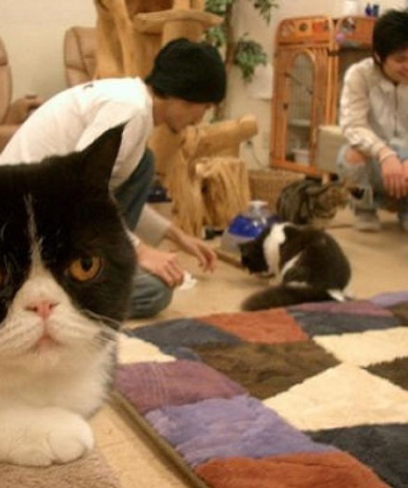 E’ uno dei cat cafè più popolari di Tokyo.