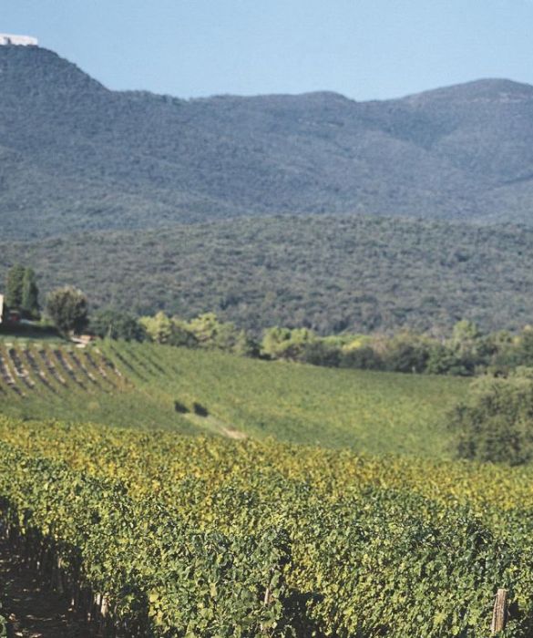 Siete amanti del verde e delle vacanze ecosostenibili? Ecco 10 destinazioni adatte a voi! Dal 2016 anche i comuni rurali hanno il loro riconoscimento: si chiama 'Spiga verde' ed è stata assegnata ai paesi più sostenibili ed ecologici. In cima alla classifica c'è la Toscana con il numero maggiore di 'comuni virtuosi', tra cui Castagneto Carducci, nella Maremma.