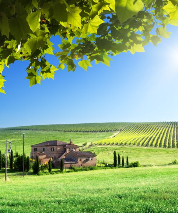 Gli agriturismi sono tra le opzioni eco sostenibili di alloggio. I prodotti alimentari che si consumano sono solitamente a chilometri zero e queste strutture offrono sistemazioni accoglienti in mezzo alla natura.