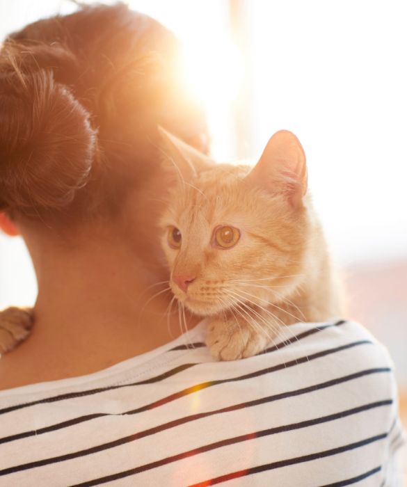 Il libro dei sogni guarda al gatto come simbolo di una forte ricerca di libertà e proprio per questo, se capita di sognarlo frequentemente significa che abbiamo un bisogno inespresso di indipendenza e autonomia. Al di là dei luoghi comuni, infatti, è certamente un animale diffidente, in grado di guardare il mondo con il distacco di chi sa bastare a sé stesso e soprattutto riuscire comunque a cavarsela. Ma questo tipo di sogno può essere ricollegato anche ad un personale stato d’animo. Se quelli che ci appaiono sono dei gattini, ad esempio, molto probabilmente ci sentiamo vulnerabili e incapaci di ottenere aiuto, mentre se il gatto è di colore nero, indica senza dubbio malumore e angoscia che nascono da un cambiamento doloroso. Un gatto bianco e amichevole, indica che forse abbiamo bisogno di tornare ad una situazione di innocenza e purezza, mentre se è arancione, che sentiamo davvero l’esigenza di spensieratezza e divertimento, di vivere un periodo all’insegna del colore. 