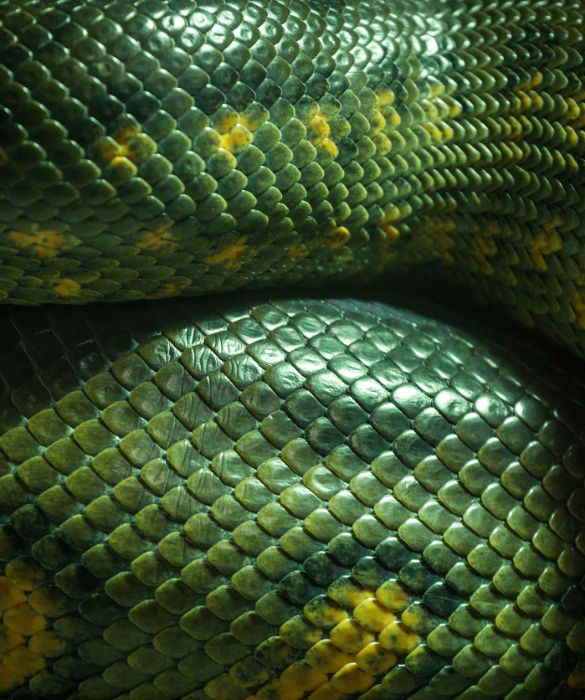 I serpenti sono un simbolo potentissimo del nostro inconscio e le interpretazioni sono numerose, anche in base alle caratteristiche con cui si presenta l’animale nel sogno. Sognare un serpente aggressivo indica che c’è qualcosa di pericoloso in agguato a cui bisogna prestare attenzione e affrontare con le dovute cautele. Se morde, invece, si può interpretare con la paura di qualcuno aggressivo o con la repressione della propria aggressività. Quando sogniamo un serpente che ci striscia addosso, questo potrebbe indicare una pulsione sessuale repressa, mentre se ci sta stritolando, la paura di lasciarsi andare e la necessità di tenere sempre tutto sotto controllo. Quando invece appare nella camera da letto, viene associato ad una paura legata alla sessualità e se è nascosto sotto le lenzuola, indica che siamo in una relazione con una persona malvagia o vittime di un tradimento. Per molte popolazioni dell’America precolombiana, però, questo animale era un simbolo di rinascita e aveva una connotazione positiva. Sognarlo in posizione attorcigliata può rappresentare l’energia interna domata, in grado di regalare emozioni e in alcuni casi anche l’arrivo di ricchezze. Il suo significato è positivo anche quando appare mentre sta cambiando pelle (indice di rinascita) o mentre sta scappando (segno della fine delle angosce). 