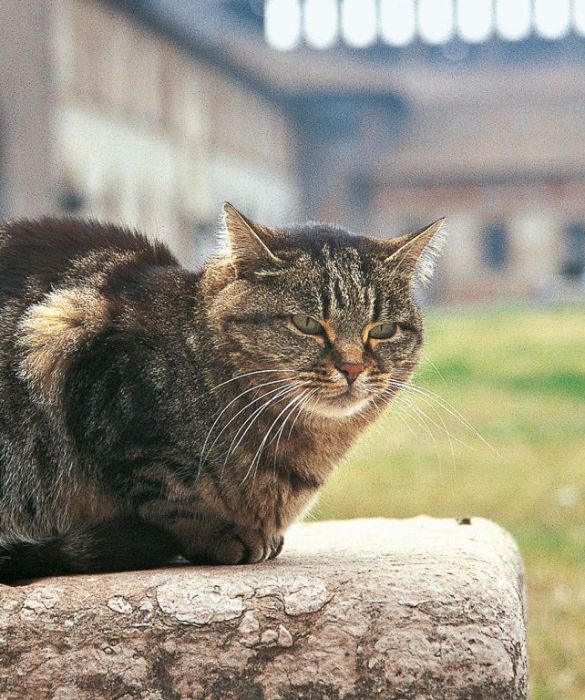 Per tutti gli amanti dei gatti questa paura sembrerà assurda, eppure l'ailurofobia, ossia la paura dei gatti, è molto comune. Come accade spesso per altre fobie, anche questa può essere causata da un evento traumatico.