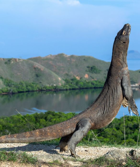 <p>Dalla balena azzurra all’elefante africano, passando per il Goliathus, ovvero l’insetto più grande del mondo, e il Mastiff, il cane più grosso del mondo.</p>
<p>Ecco la lista dei dieci animali giganteschi che forse non conoscevi.</p>
