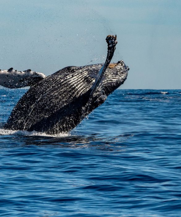 <p>La balenottera azzurra è l’animale più grande esistente al mondo, con il suo peso di circa 180 tonnellate e una lunghezza pari a 30 metri. È anche l’animale più grande conosciuto vissuto sulla Terra, ad esclusione di alcuni sauropodi giganti, come il Maraapunisaurus, le cui dimensioni sono ancora ipotetiche.</p>
<p>Fino agli inizi del XX secolo, la balenottera azzurra era diffusa in quasi tutti gli oceani ma, essendo preda ambita dei balenieri, oggi è considerata in pericolo di estinzione. Attualmente vivono dividendosi tra il Pacifico Nord-Orientale e gli Oceani Australe e Indiano. Due piccole popolazioni esistono anche nell’Atlantico Settentrionale e un altro paio nell’emisfero australe.</p>
<p>Per renderci conto delle dimensioni della balenottera azzurra, ecco due curiosità: le loro lingue da sole possono pesare quanto un elefante e il loro cuore quanto un’automobile. Nonostante le dimensioni, però, la loro dieta è costituita principalmente da minuscolo plancton.</p>
<p> </p>
