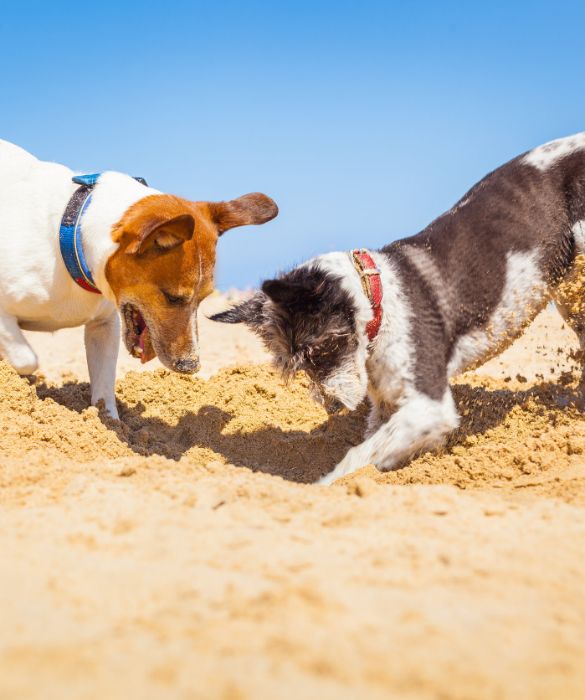 <p>Se hai un cane che non va d'accordo con gli altri cani evita di forzarlo a giocare. Mantieni sempre le distanze con il guinzaglio e non lasciarlo mai libero, a prescindere dal suo carattere.</p>
<p>Ricordati sempre che la nostra libertà termina dove comincia quella degli altri. Per questo motivo, per un'esperienza memorabile al mare con il cane<strong> </strong>è sempre fondamentale il buonsenso.</p>
