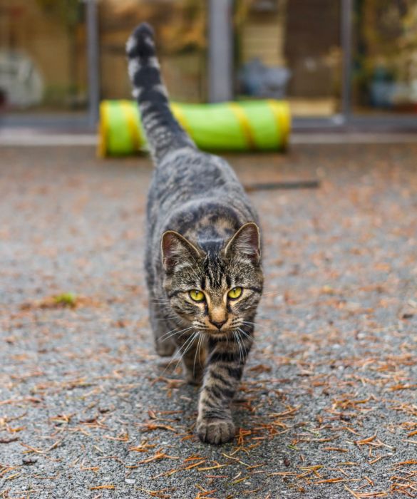 <p>Hai mai notato che i gatti camminano come cammelli e giraffe? La loro sequenza di camminata prevede prima entrambe le zampe di destra, seguite da entrambi le zampe sinistre, quindi muovono la metà del loro corpo contemporaneamente. Cammelli e giraffe sono gli unici altri animali al mondo a camminare in questo modo.</p>