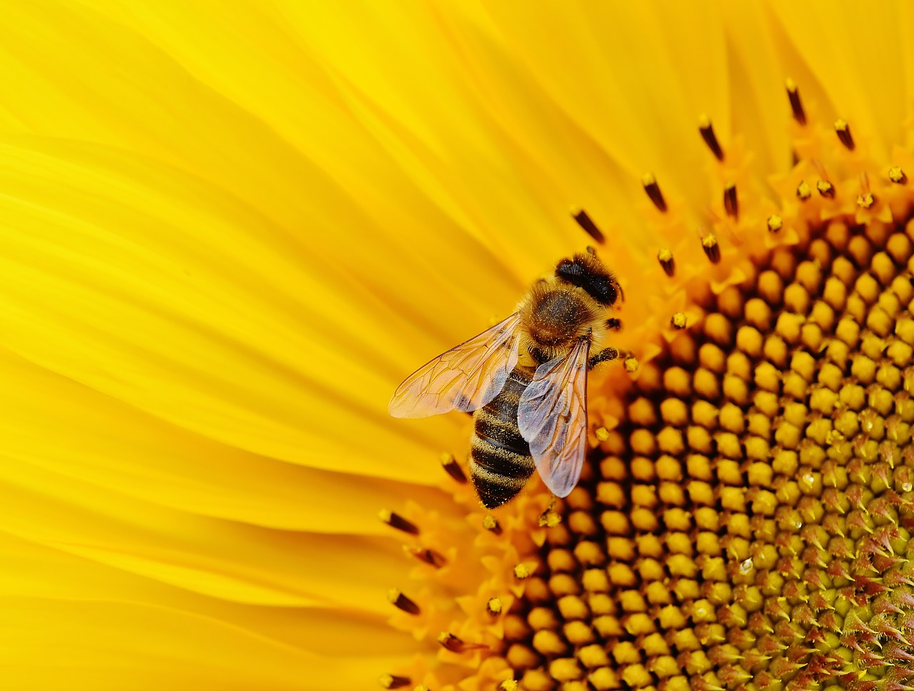 ape-si-riposa-sui-petali-di-un-girasole