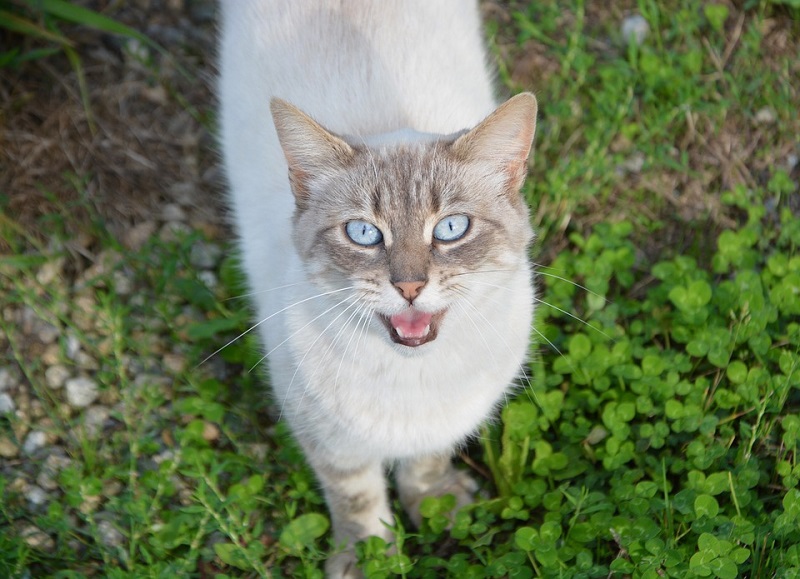 verso gatto calore