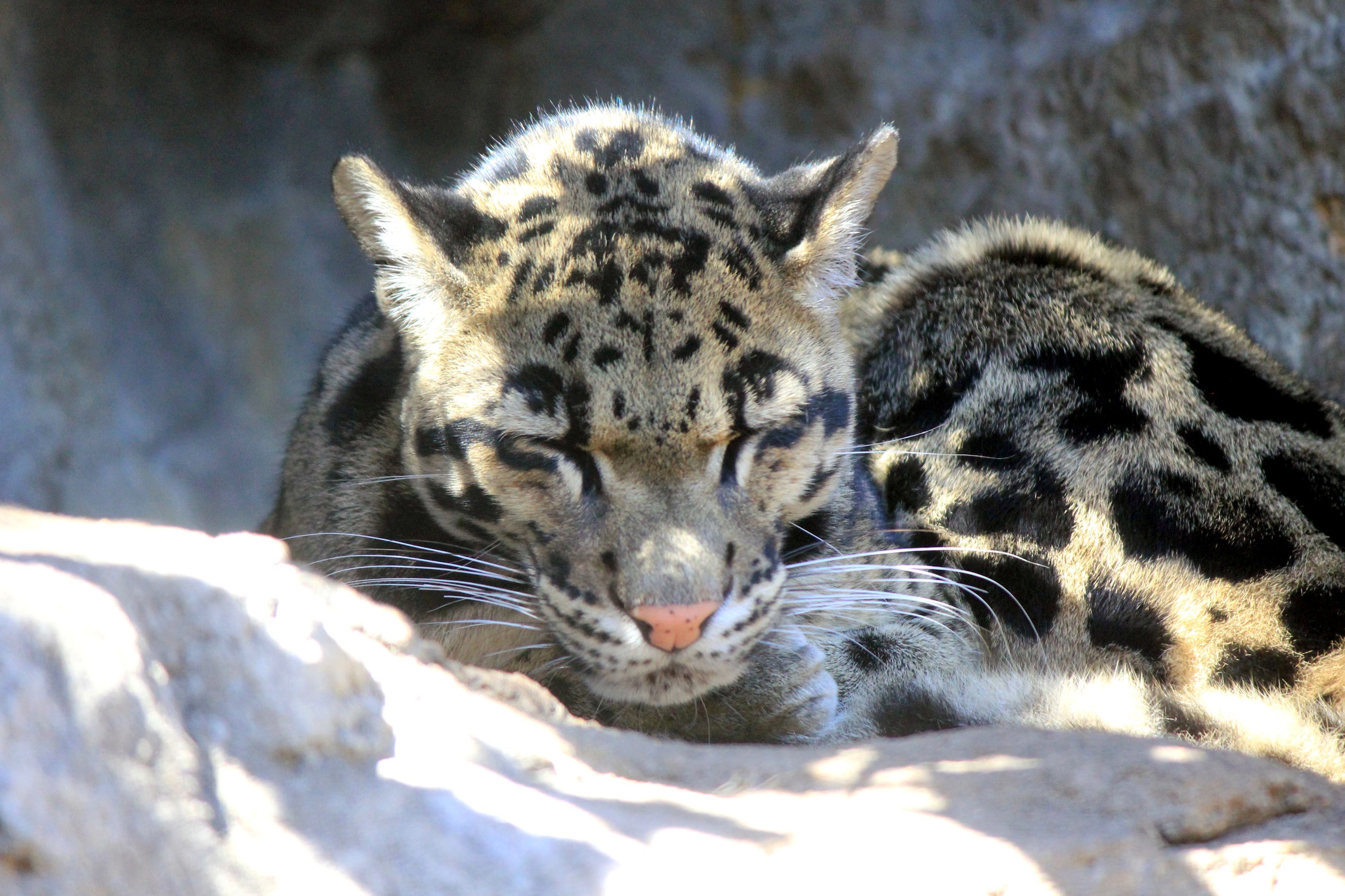 leopardo nebuloso