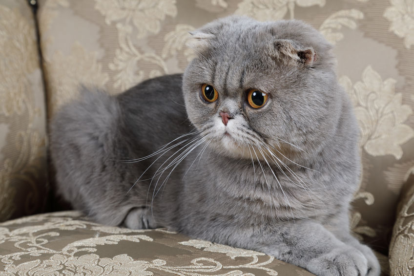 Il carattere dello scottish fold