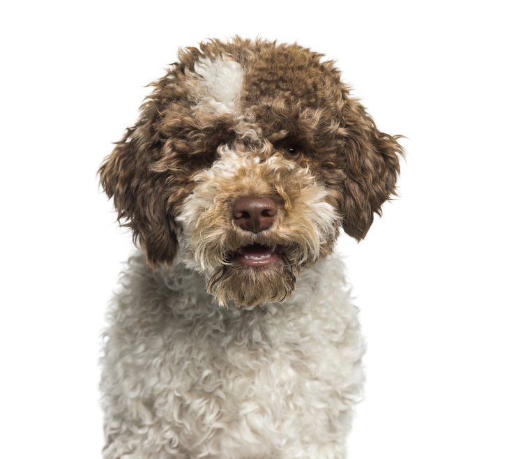 cane lagotto romagnolo