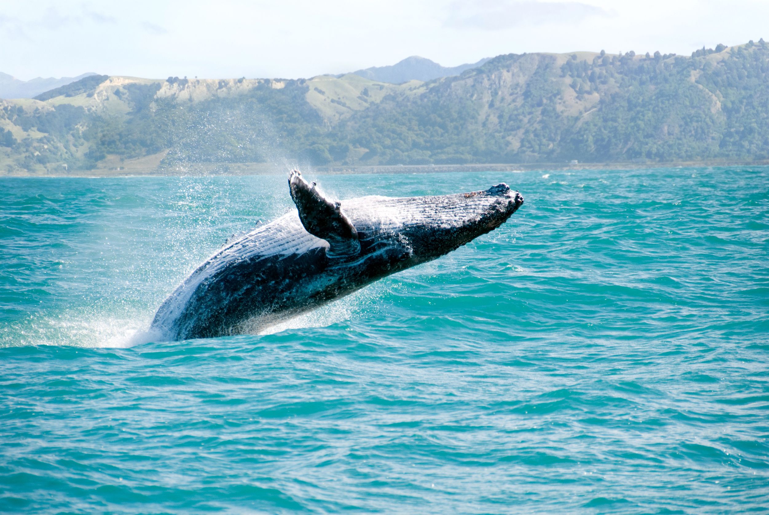 Comportamenti di superficie dei cetacei