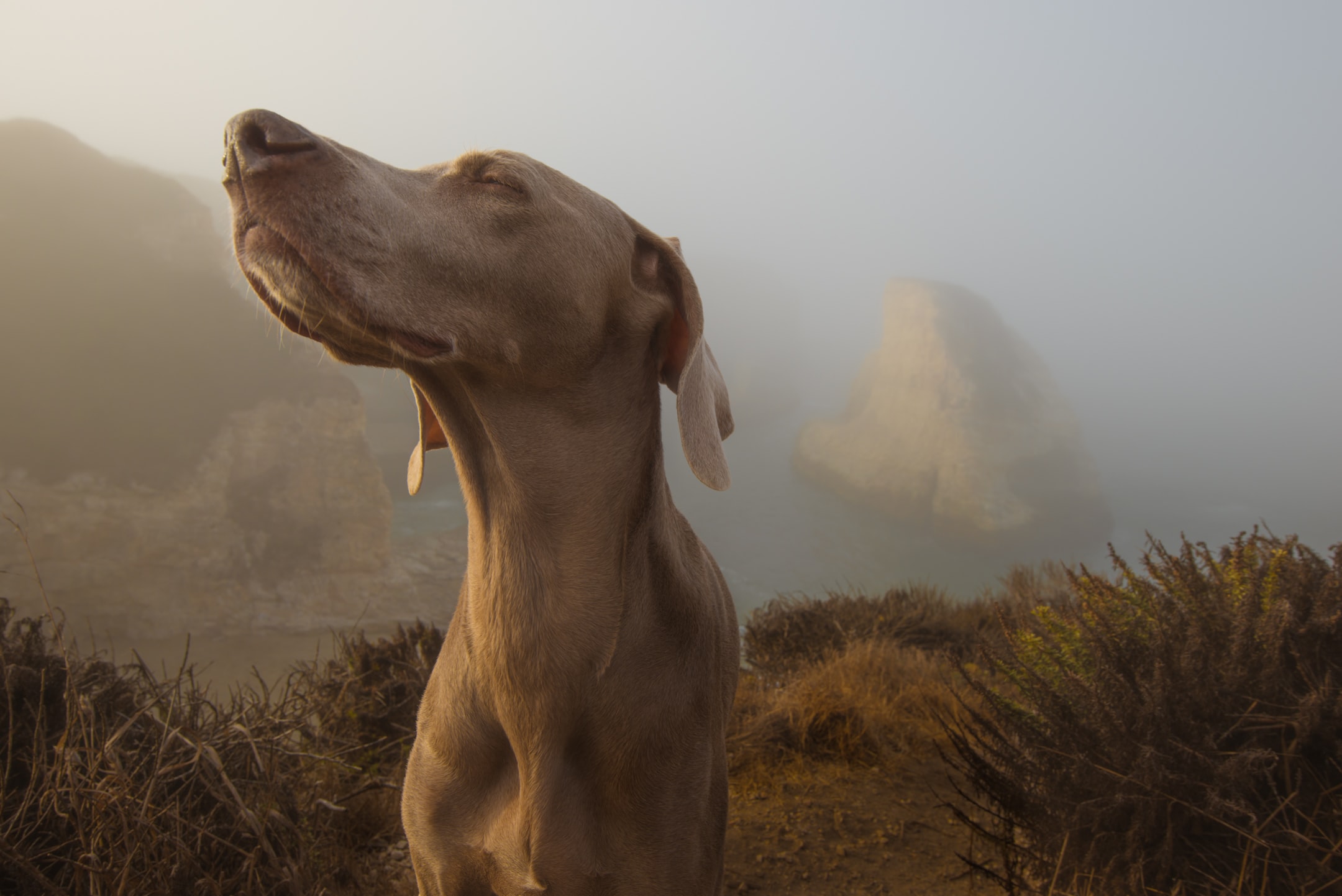 Vacanza in montagna con il cane