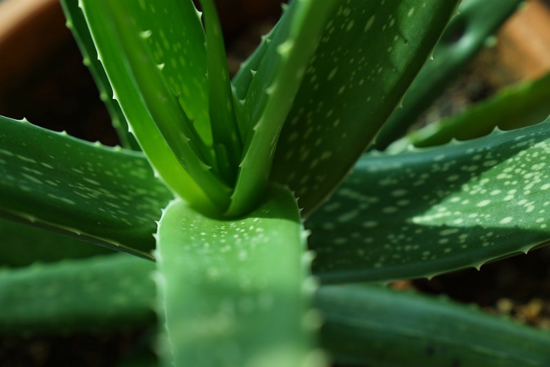 Aloe