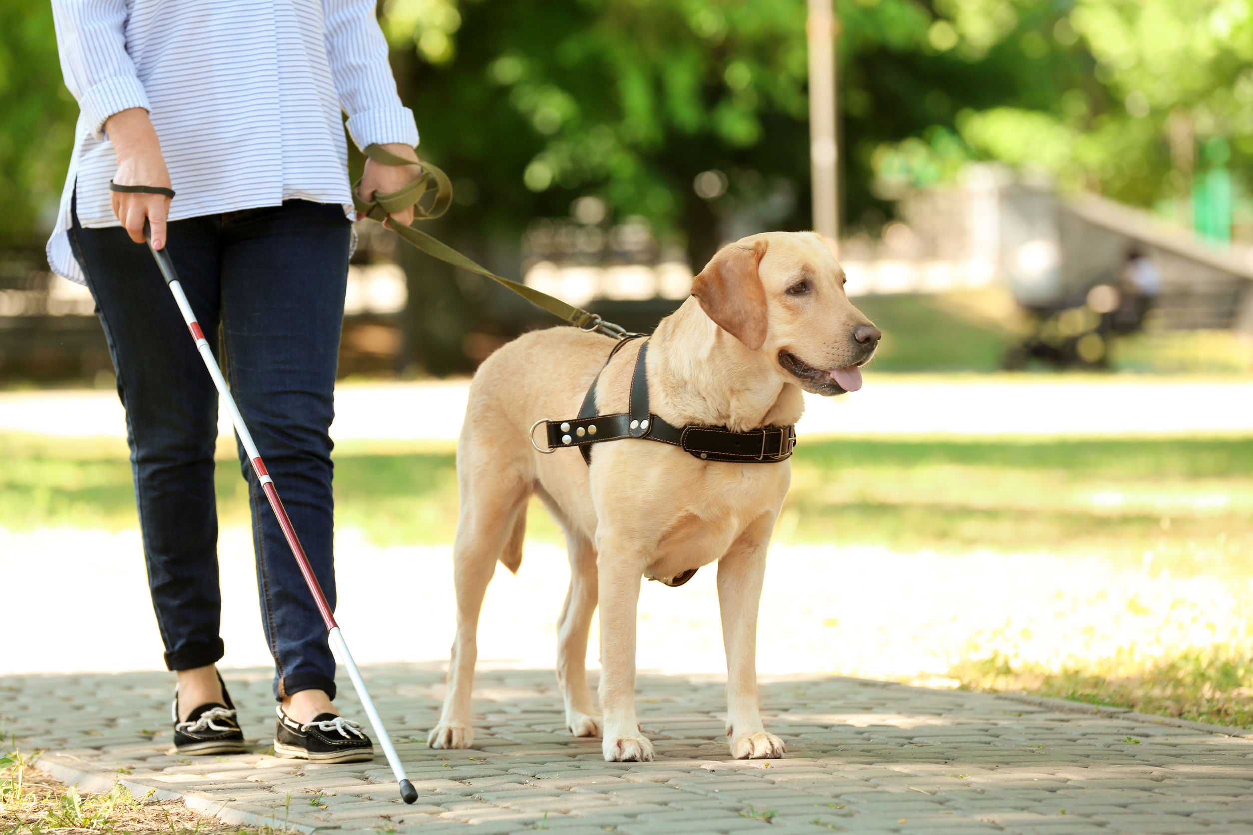 La selezione dei cani guida