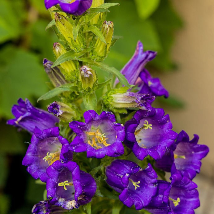 campanula perenne