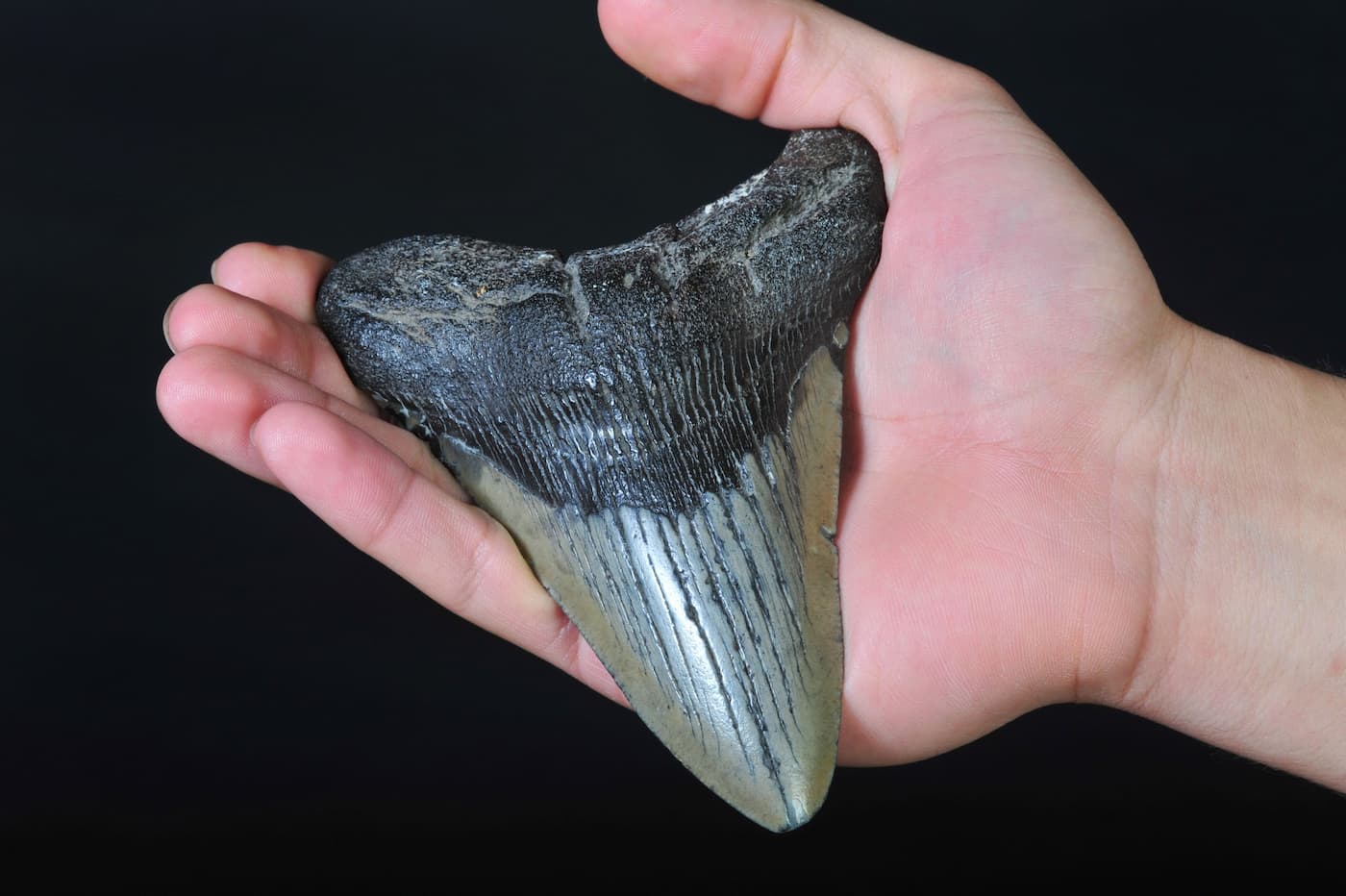 dente di megalodonte