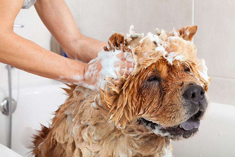 toelettatura-del-cane-chow-chow