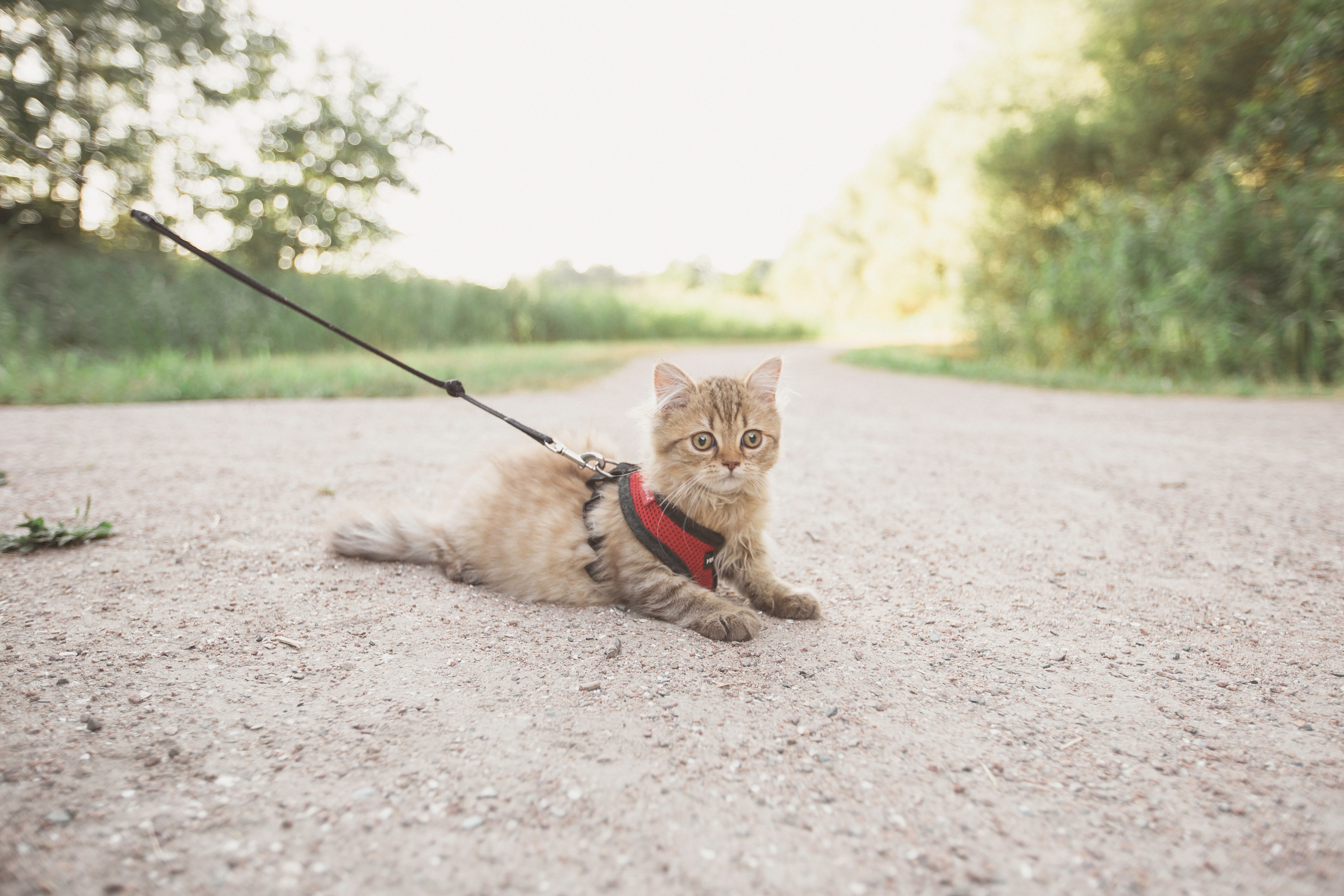 Guinzaglio gatto viaggio