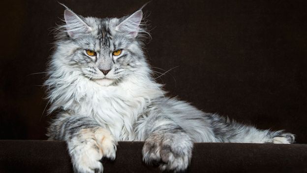 Gatto maine coon grigio