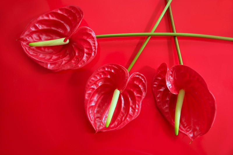 anthurium