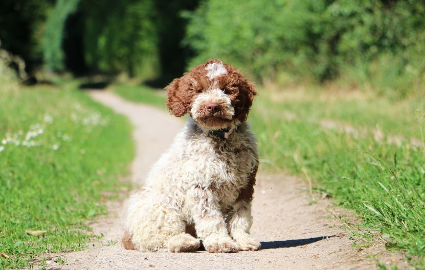 Cucciolo di lagotto romagnolo