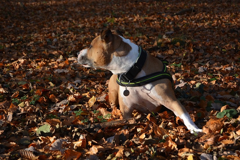 amstaff