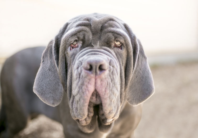 Primo piano di un mastino napoletano