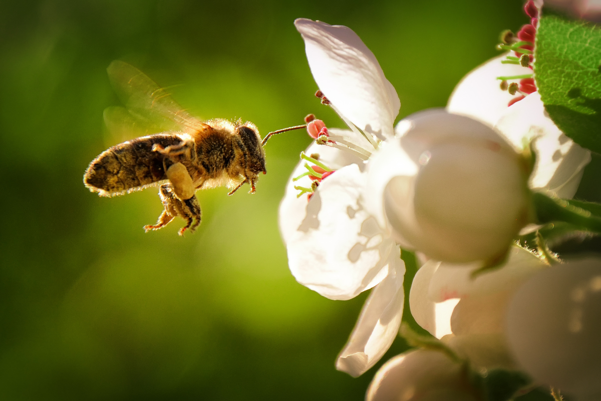 ape impollina fiore