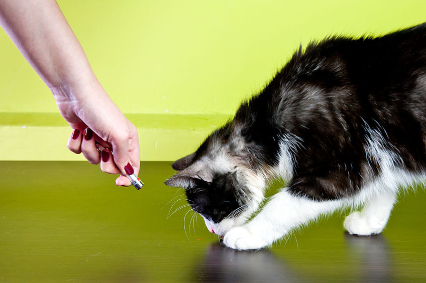 Gatto che gioca con puntatore laser