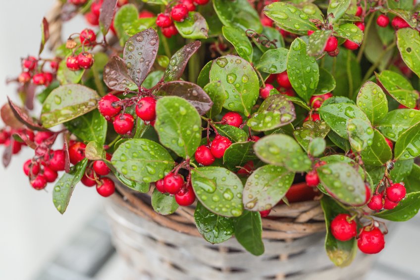 gaultheria balcone