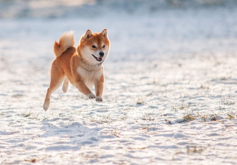 Shiba inu che corre