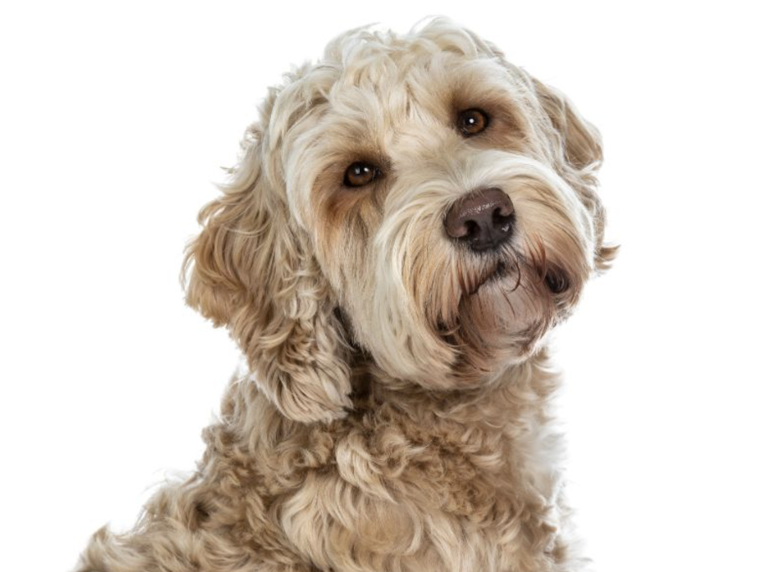 Labradoodle