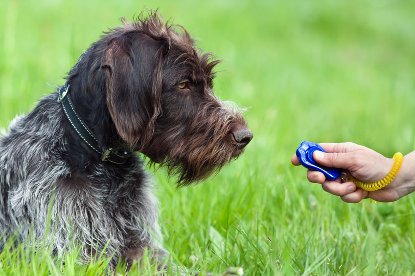 Clicker, addestramento del cane