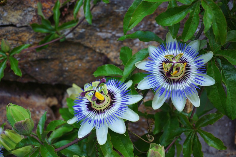 Passiflora