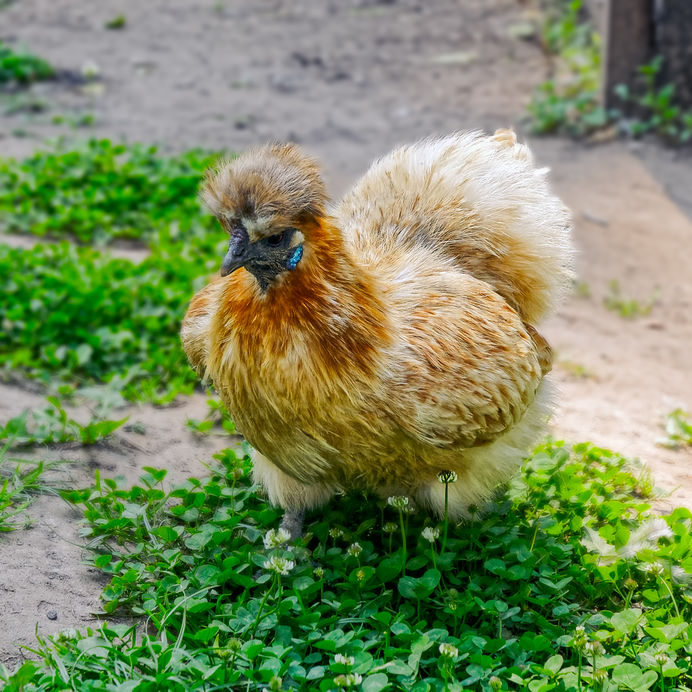 Galline ornamentali: olandese ciuffata