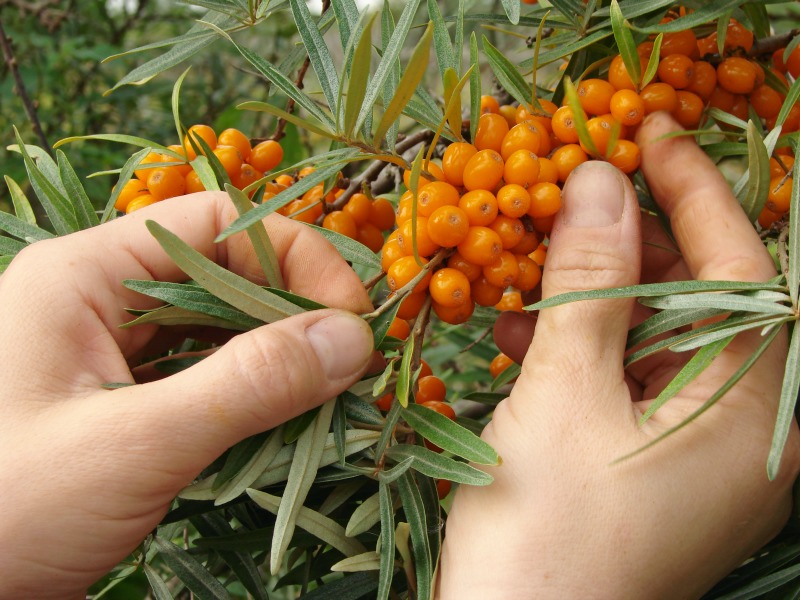 bacche foraging