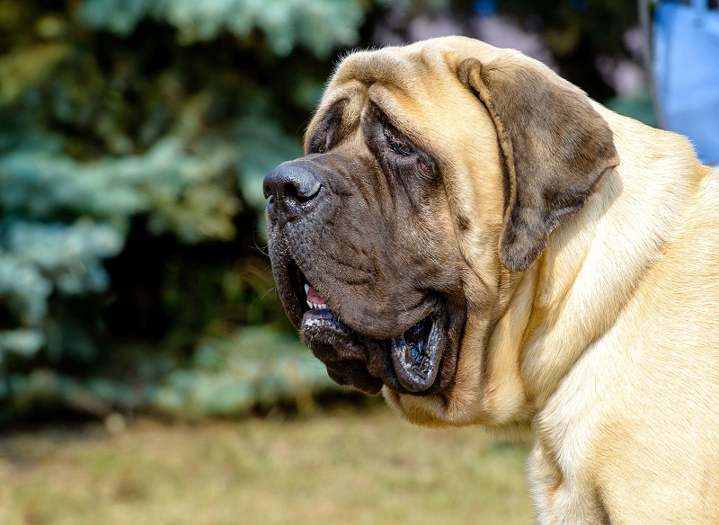 bullmastiff