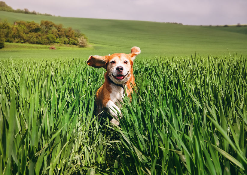 cane che corre