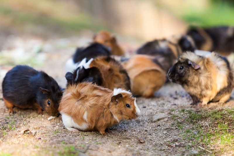 cavia peruviana alimentazione